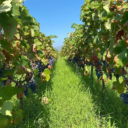 Willa Unfiltered - Kitchen, Wine And Hideaway Lumbarda